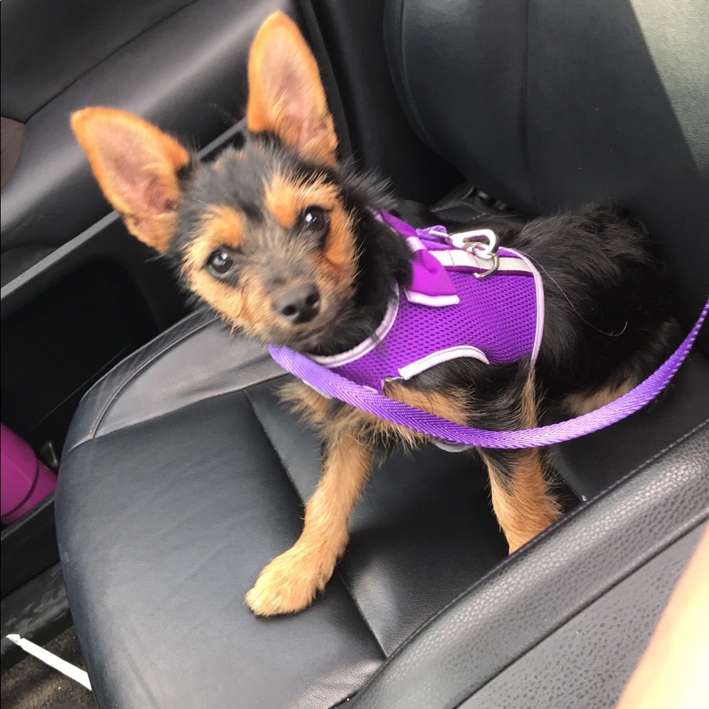 Meet your Posher, Anna